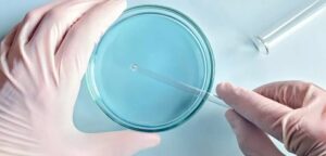 процес донорства яйцеклітин