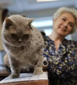 Дерматофітоз у котів